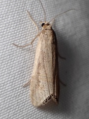 Euchromius californicalis