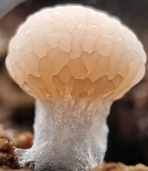 Tubifera microsperma