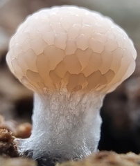 Tubifera microsperma