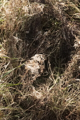 Chamaenerion angustifolium