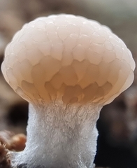 Tubifera microsperma