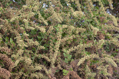 Cryptocarpus pyriformis