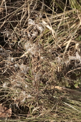 Chamaenerion angustifolium