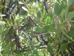 Masticophis taeniatus