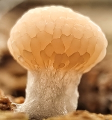 Tubifera microsperma