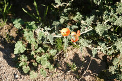 Sphaeralcea coulteri