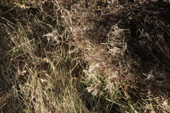 Chamaenerion angustifolium