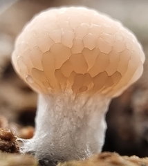 Tubifera microsperma