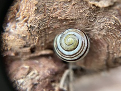 Cepaea hortensis