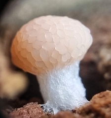 Tubifera microsperma
