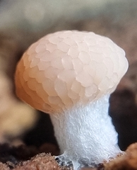 Tubifera microsperma