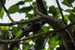 Hemicircus concretus