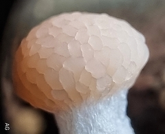 Tubifera microsperma