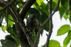Hemicircus concretus