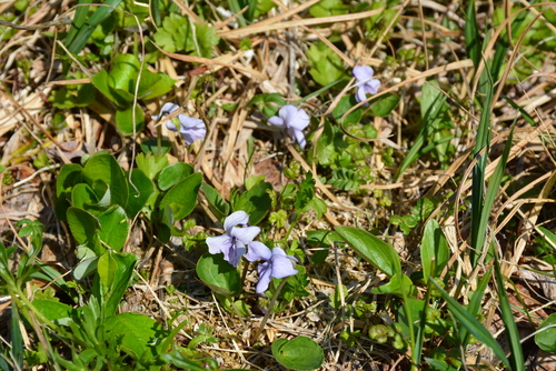 Image of Viola epipsiloides by no rights reserved