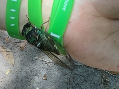 Neotibicen lyricen virescens