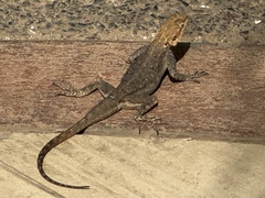 Agama agama