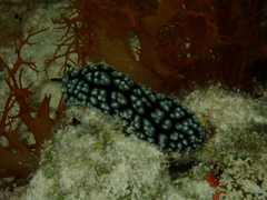 Phyllidiella