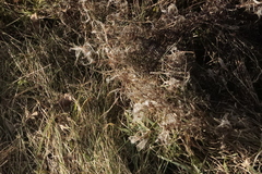 Chamaenerion angustifolium