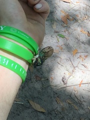 Neotibicen lyricen virescens