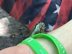 Neotibicen lyricen virescens