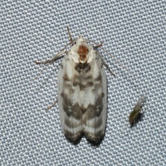 Antaeotricha