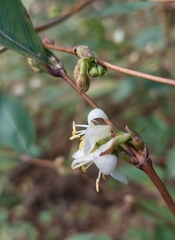 Lonicera