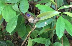 Euploea mulciber mulciber