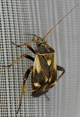 Polymerus