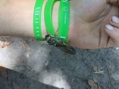 Neotibicen lyricen virescens