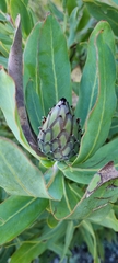 Protea neriifolia