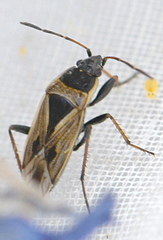 Xanthochilus quadratus