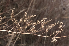 Filipendula ulmaria