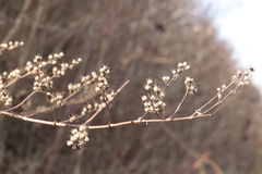 Filipendula ulmaria