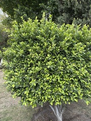 Ehretia anacua