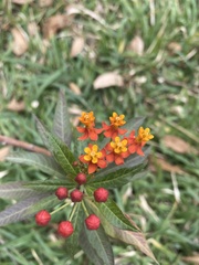 Asclepias curassavica