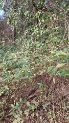 Lonicera