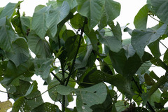 Chloropsis cyanopogon