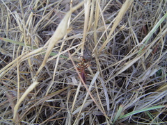 Poecilopompilus interruptus