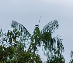 Gracula religiosa