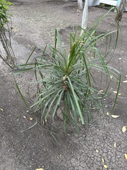 Dasylirion acrotrichum