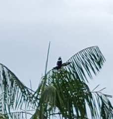 Gracula religiosa