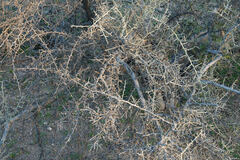 Sarcomphalus obtusifolius