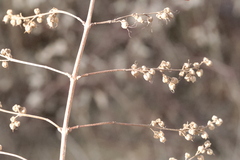 Filipendula ulmaria