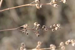 Filipendula ulmaria