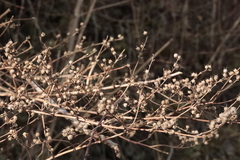 Filipendula ulmaria