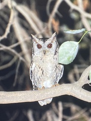 Otus bakkamoena