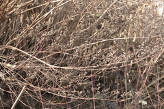 Filipendula ulmaria