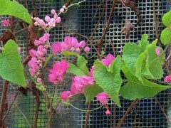 Antigonon leptopus