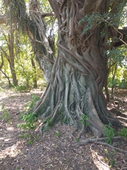 Ficus luschnathiana